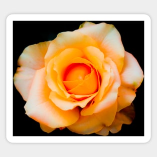 Yellow white rose blossom with orange center Sticker